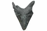 Serrated, Fossil Megalodon Tooth - South Carolina #286477-1